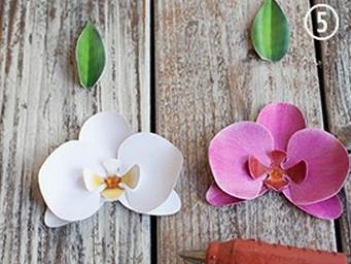 Хрупкие орхидеи