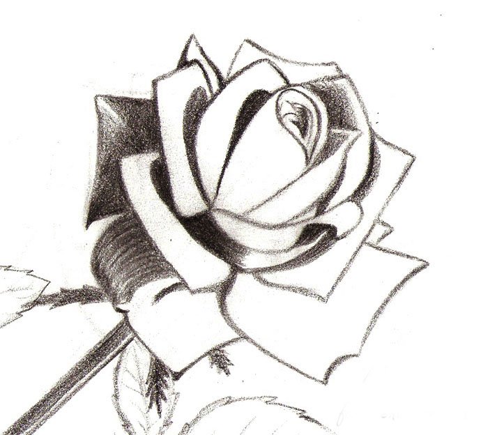Як намалювати троянду крок за кроком – схема, фото 12
