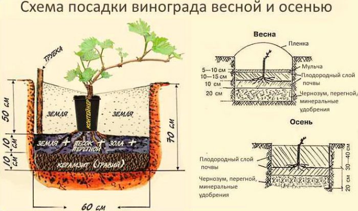 Посадка винограда в открытый грунт