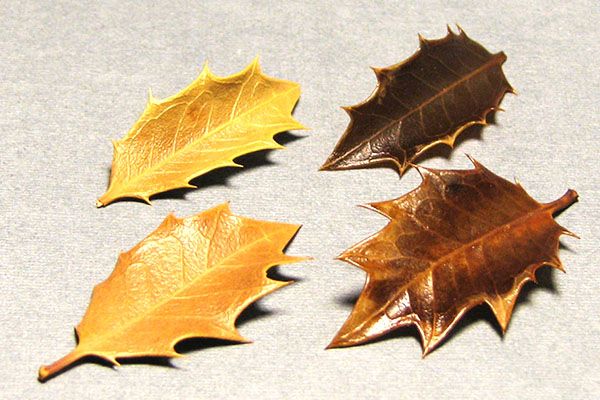 обробка листя гліцерином
