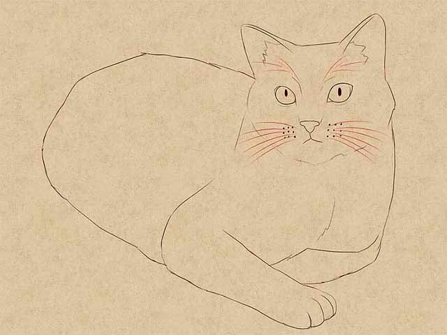 Как нарисовать лежачую кошку - Сотрите черновые линии и добавьте больше деталей.