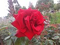 Dewdrops on the petals of a rose