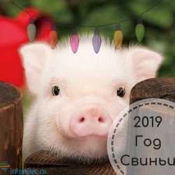 Год Желтой Земляной Свиньи: точный прогноз по году рождения на 2019 год