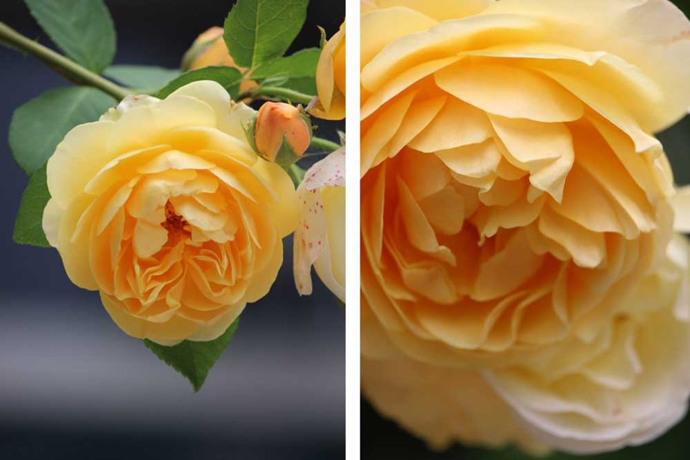 15 простых советов, как фотографировать цветы Вашим смартфоном