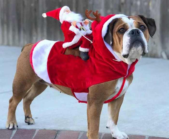 смешной костюм для собаки на новый год