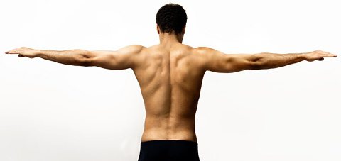 мышцы плечевого пояса