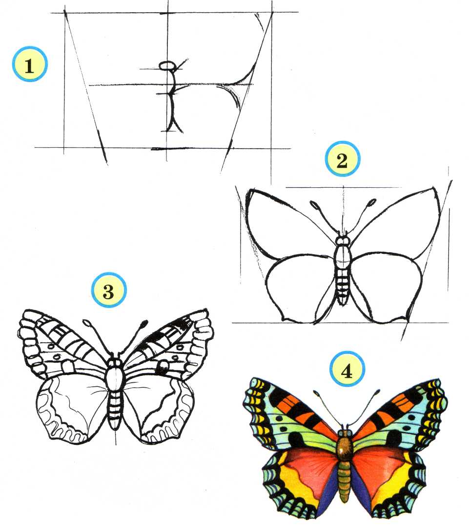 Красивая бабочка нарисовать